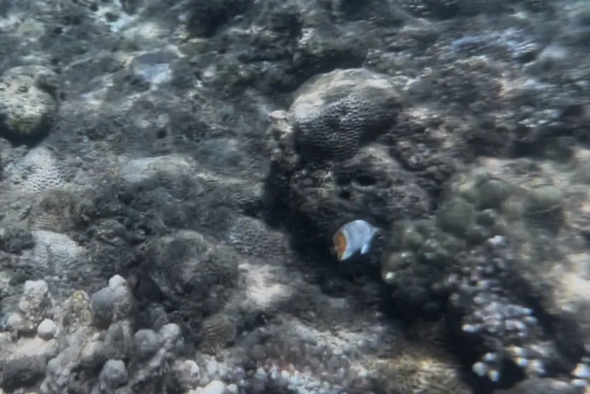 Miniatura: Chaetodon (Chaetodon spp.)