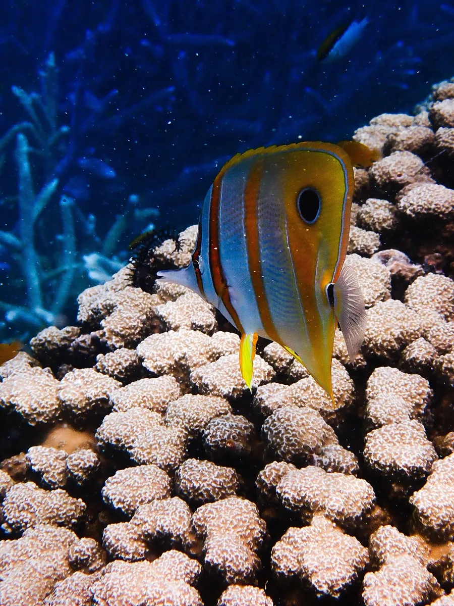 Miniatura: Chelmon (Chelmon rostratus)