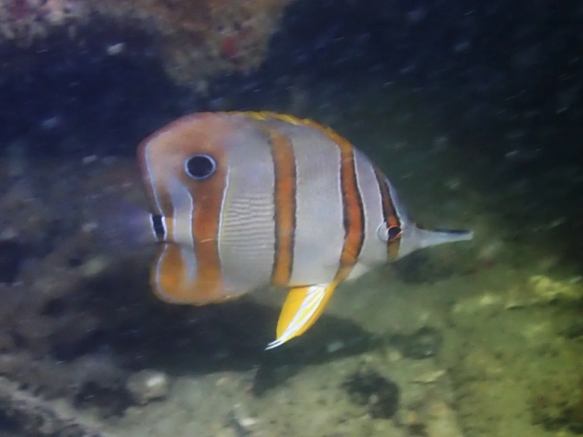 Miniatura: Chelmon (Chelmon rostratus)