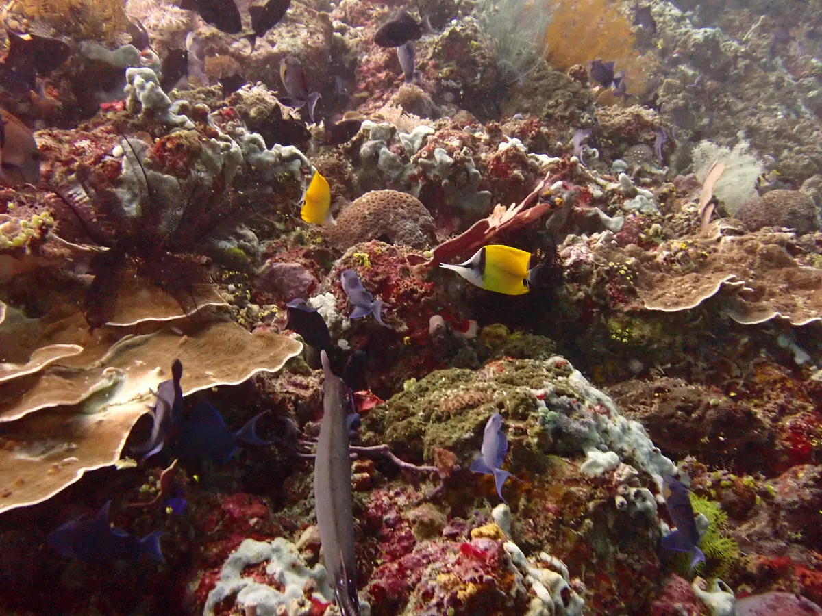 Forcipiger (Forcipiger spp.)
