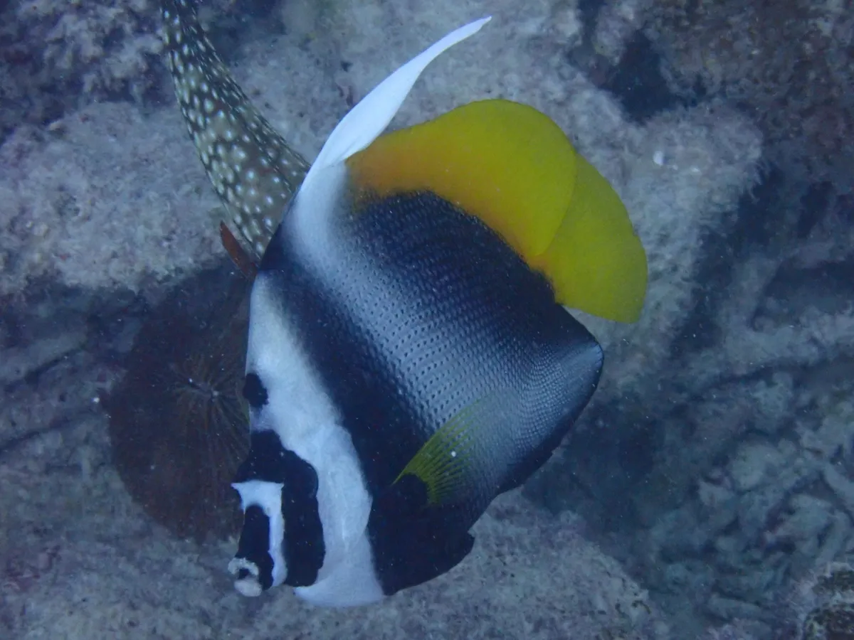 Heniochus (Heniochus spp.)