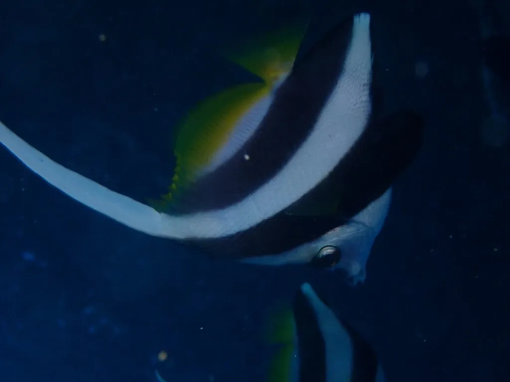 Miniatura: Heniochus (Heniochus spp.)