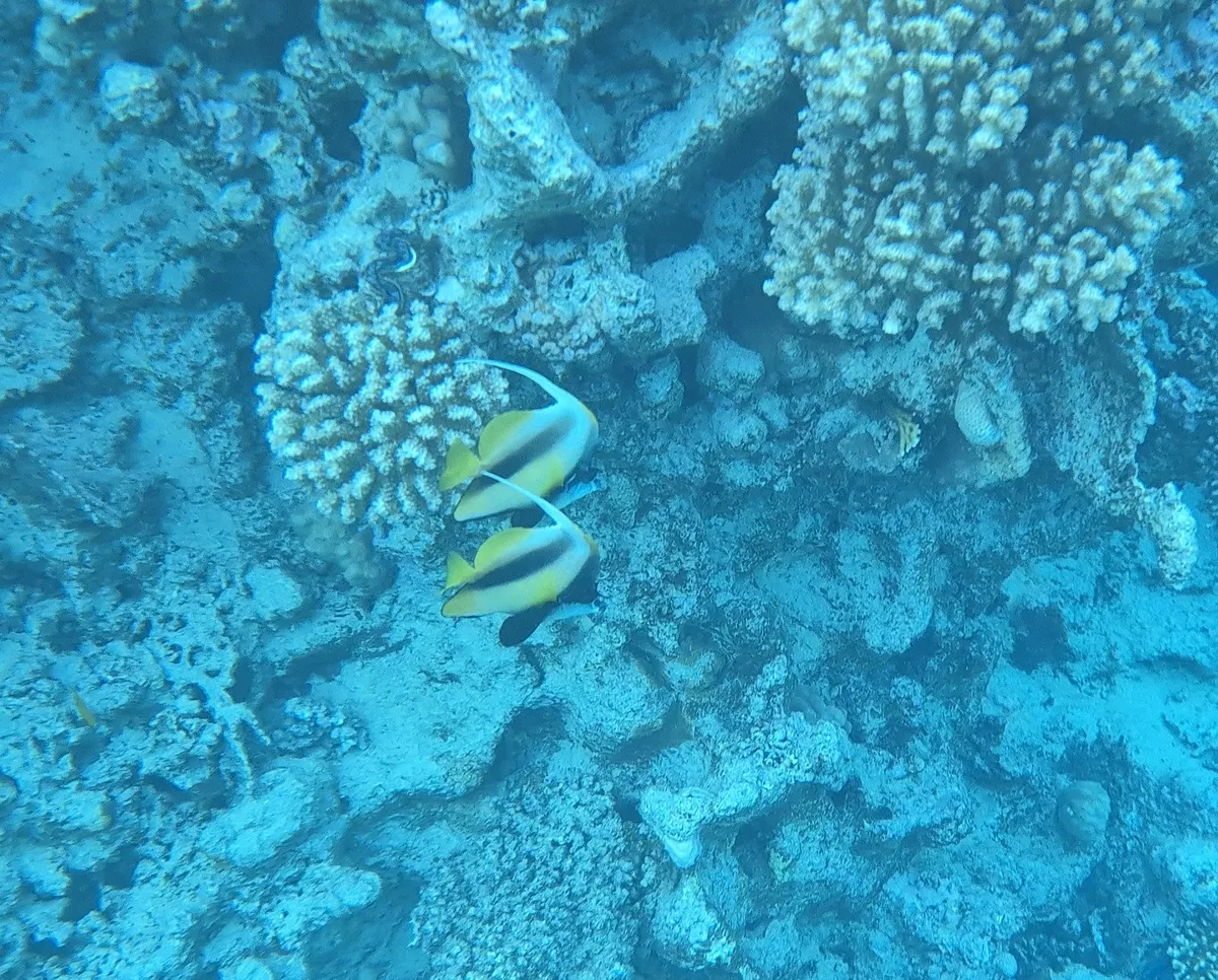 Miniatura: Heniochus (Heniochus spp.)