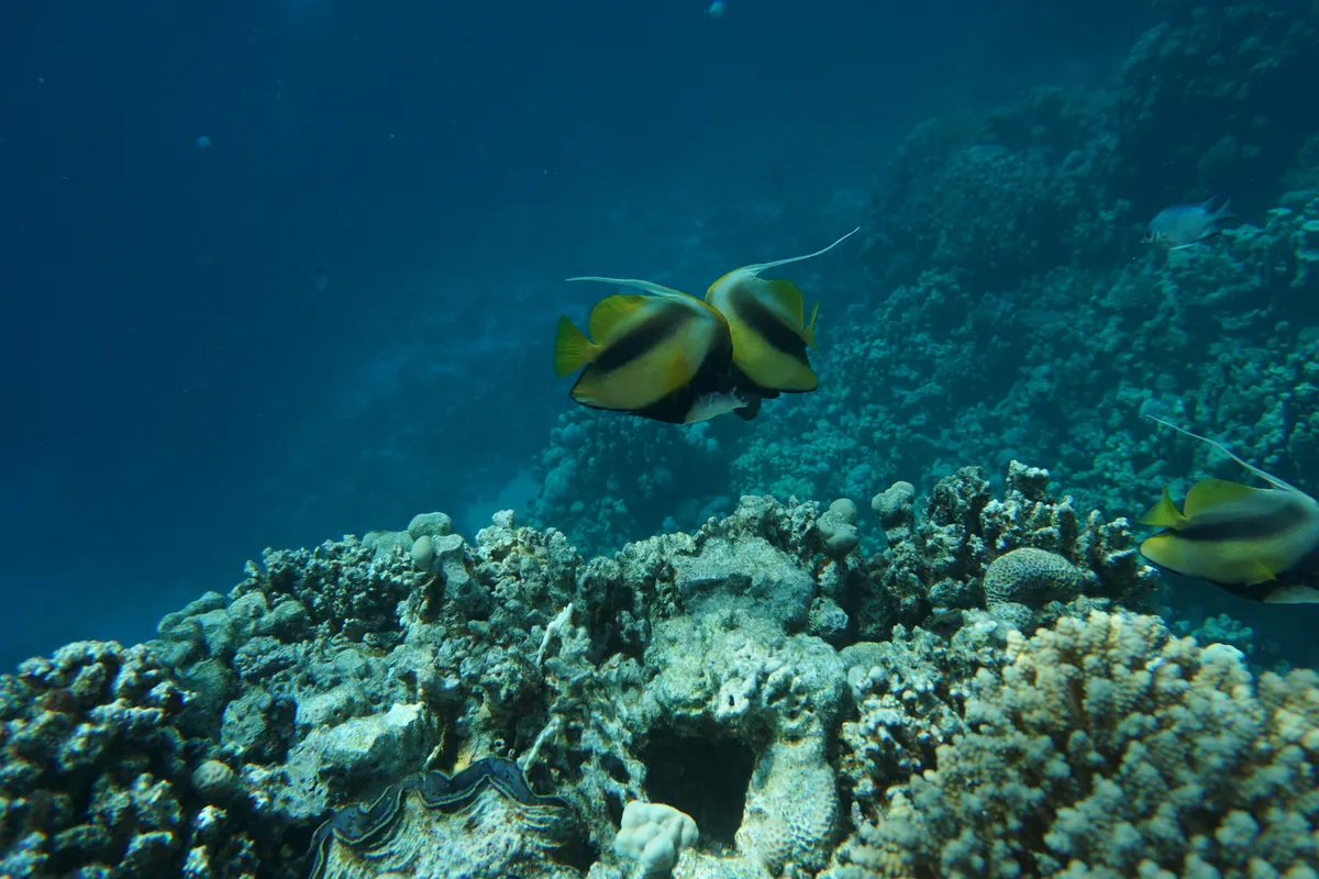Miniatura: Heniochus (Heniochus spp.)