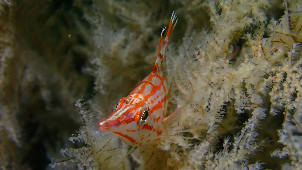 Oxycirrhites (Oxycirrhites typus)