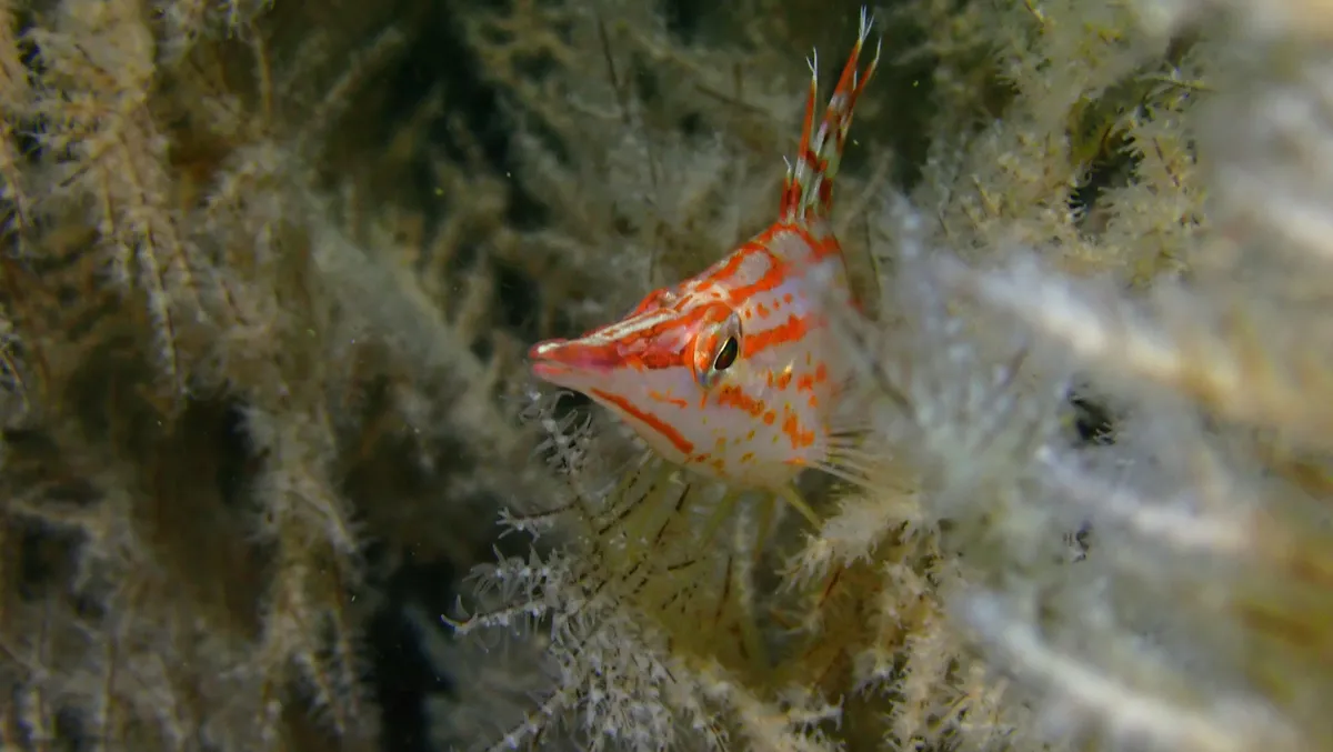 Miniatura: Oxycirrhites (Oxycirrhites typus)