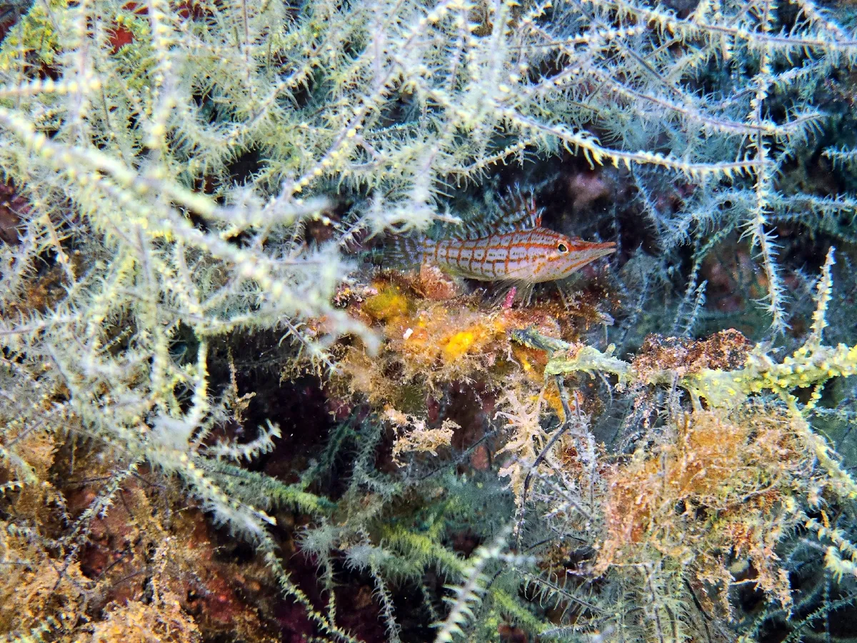 Miniatura: Oxycirrhites (Oxycirrhites typus)
