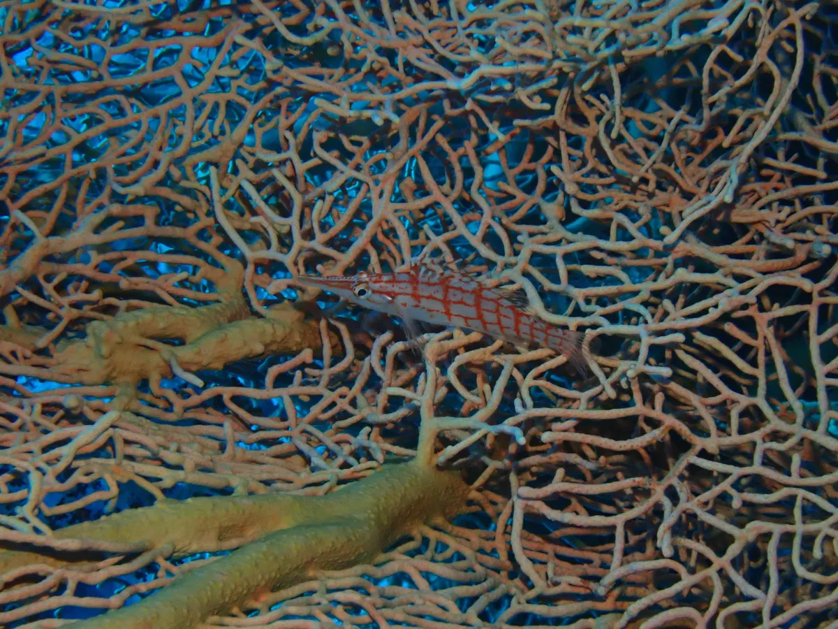 Miniatura: Oxycirrhites (Oxycirrhites typus)