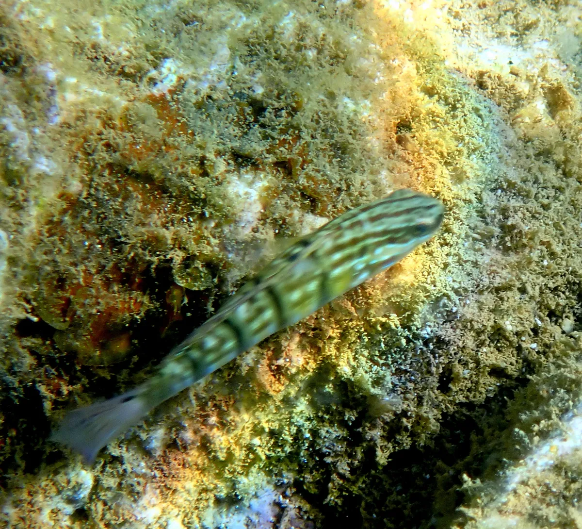 Gobidi (Ghiozzi marini)