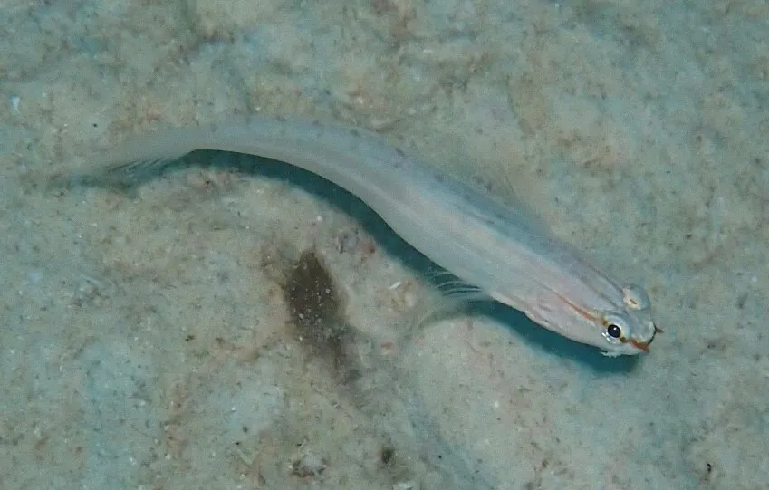 Miniatura: Amblygobius (Amblygobius spp.)