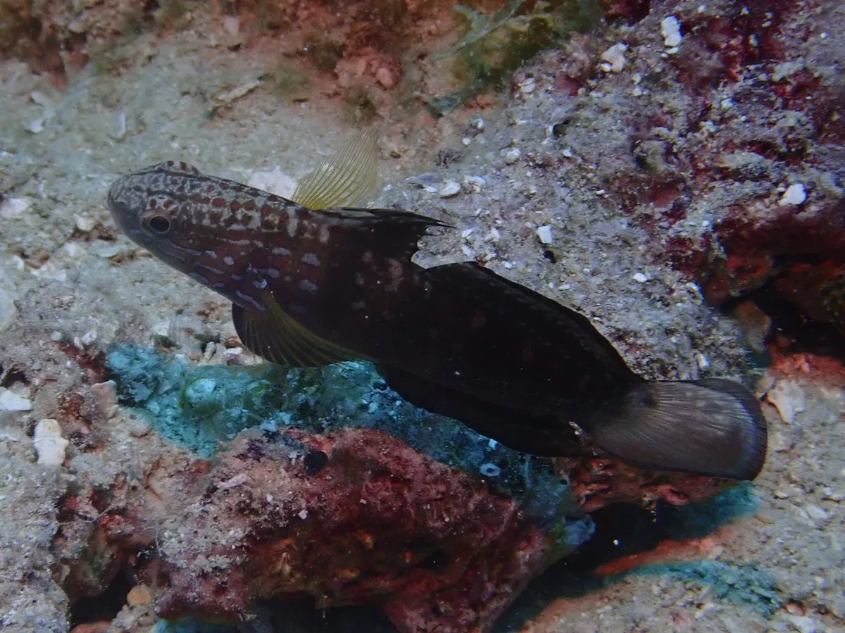Miniatura: Amblygobius (Amblygobius spp.)