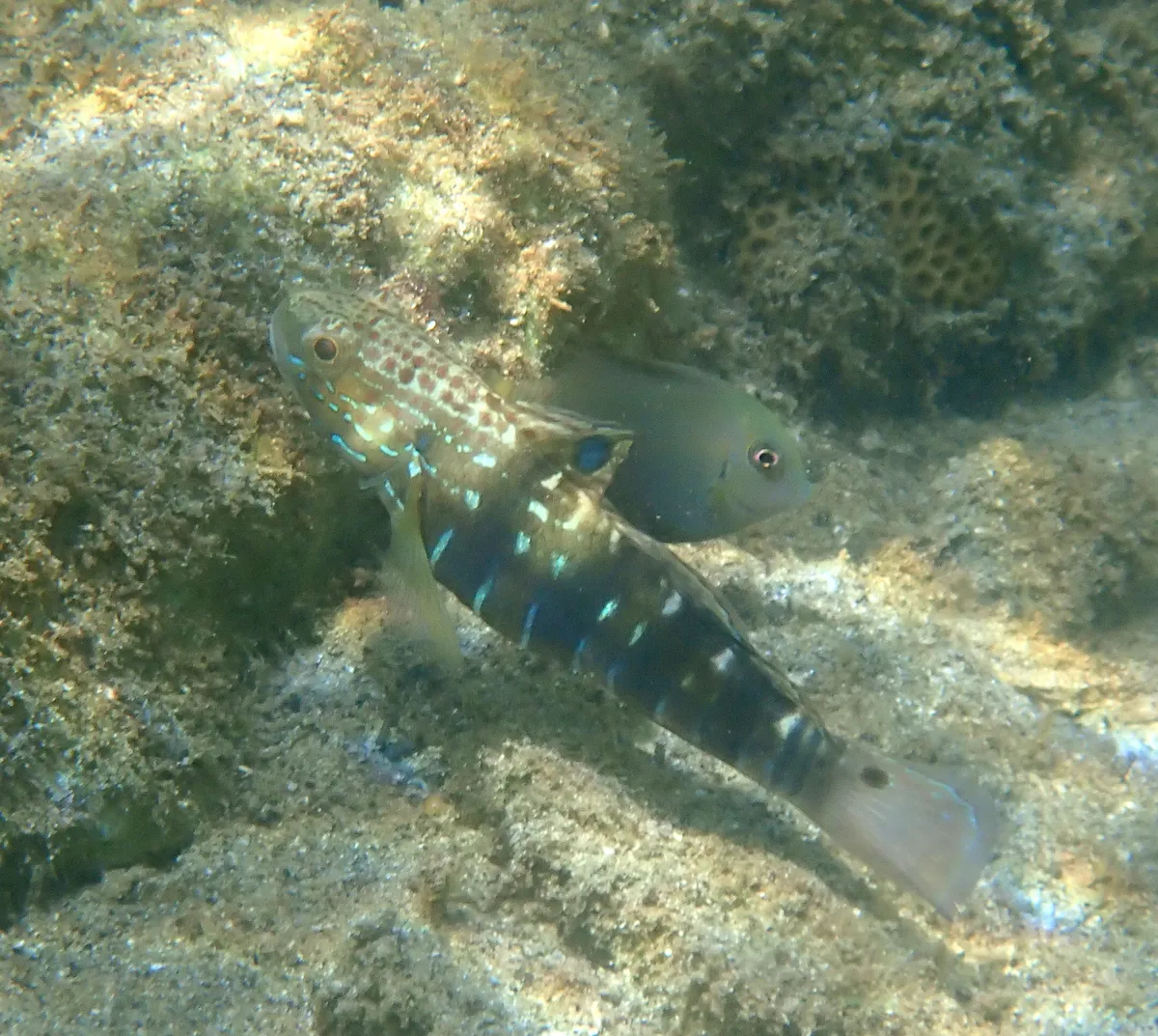 Miniatura: Amblygobius (Amblygobius spp.)