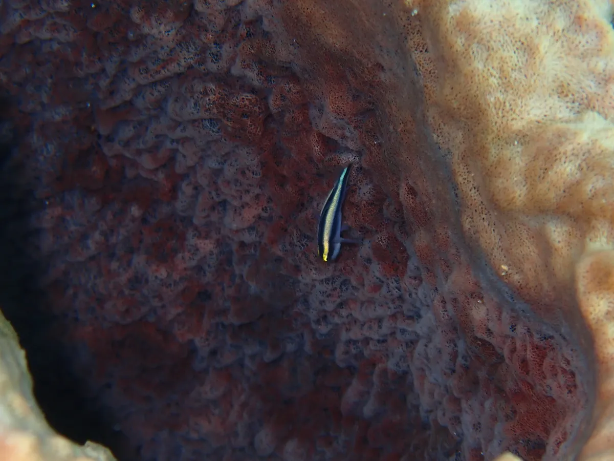 Elacatinus (Elacatinus spp.)