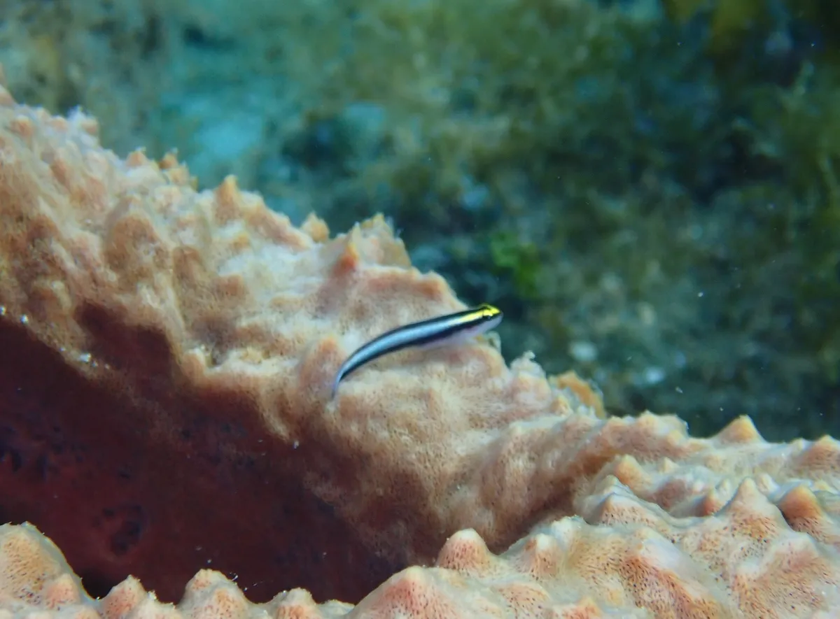 Miniatura: Elacatinus (Elacatinus spp.)