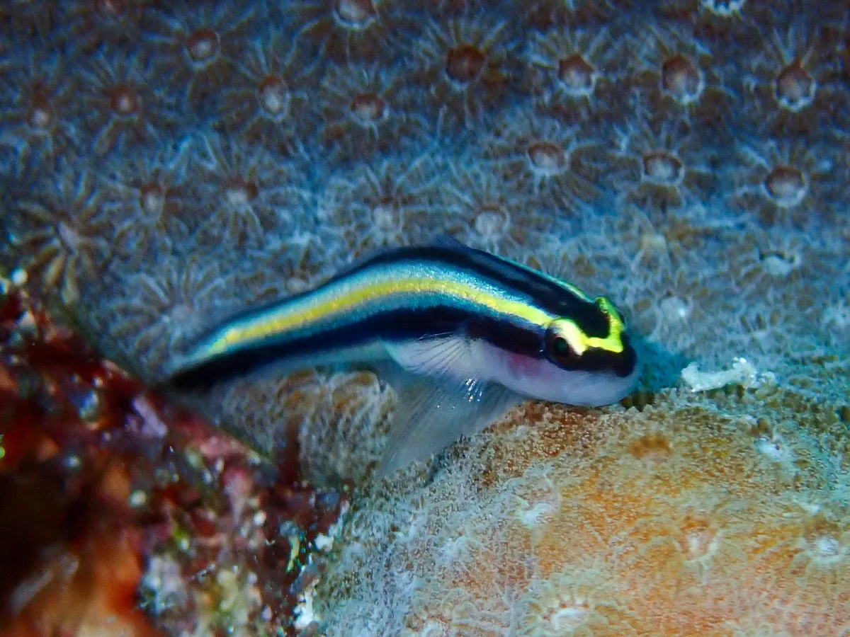 Miniatura: Elacatinus (Elacatinus spp.)