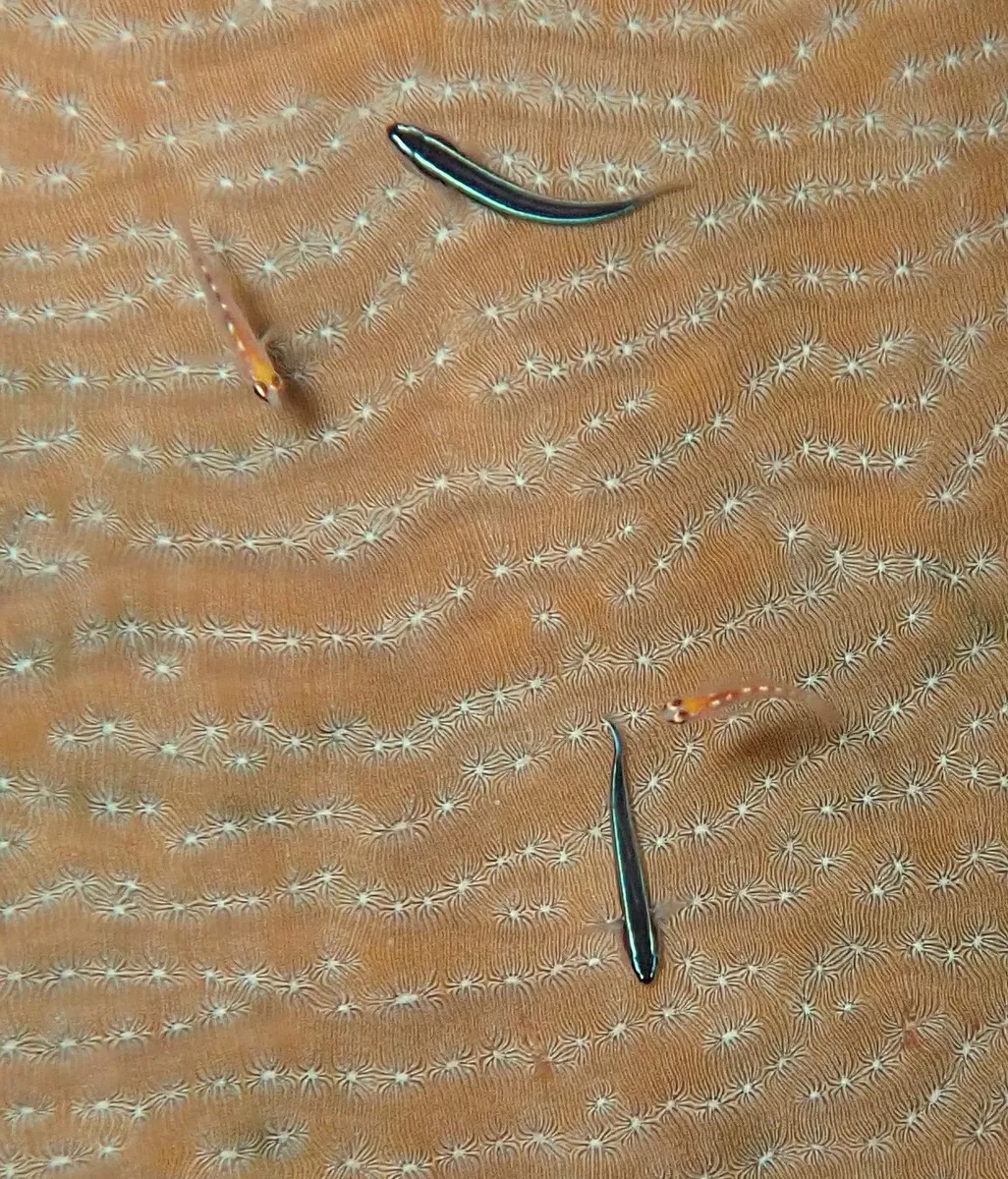 Miniatura: Elacatinus (Elacatinus spp.)