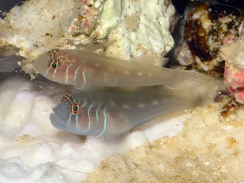 Miniatura: Gobiodon (Gobiodon spp.)