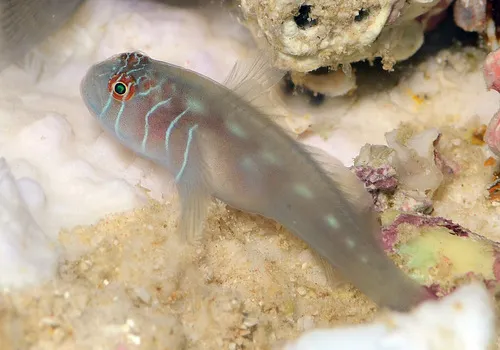 Miniatura: Gobiodon (Gobiodon spp.)