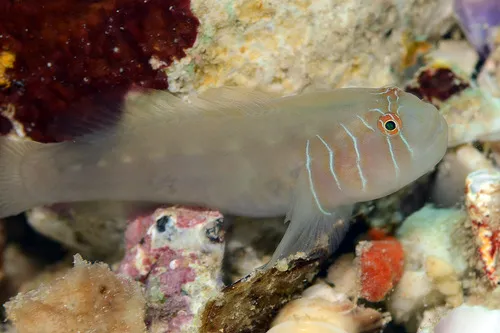 Miniatura: Gobiodon (Gobiodon spp.)