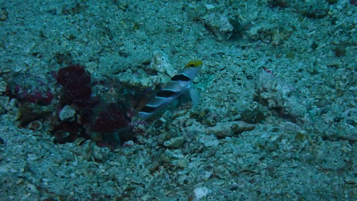 Stonogobiops (Stonogobiops spp.)