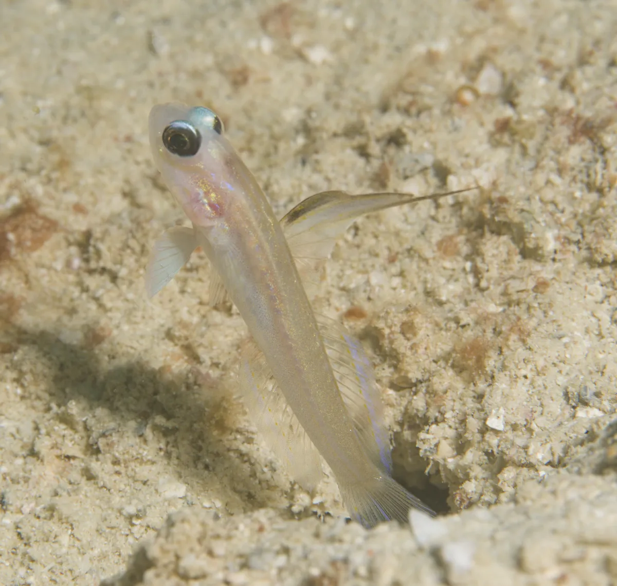 Miniatura: Stonogobiops (Stonogobiops spp.)