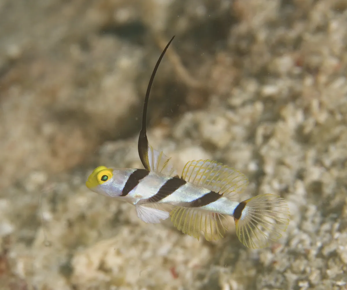 Miniatura: Stonogobiops (Stonogobiops spp.)