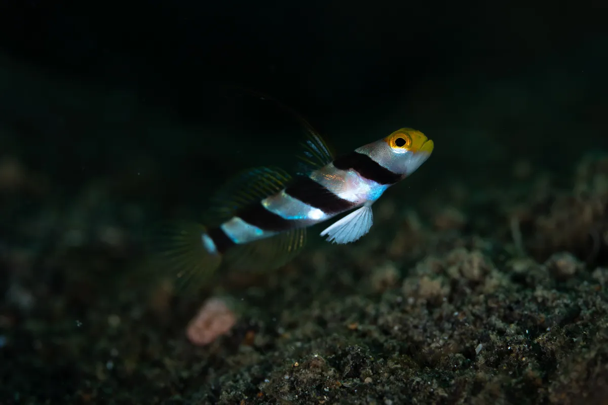 Miniatura: Stonogobiops (Stonogobiops spp.)