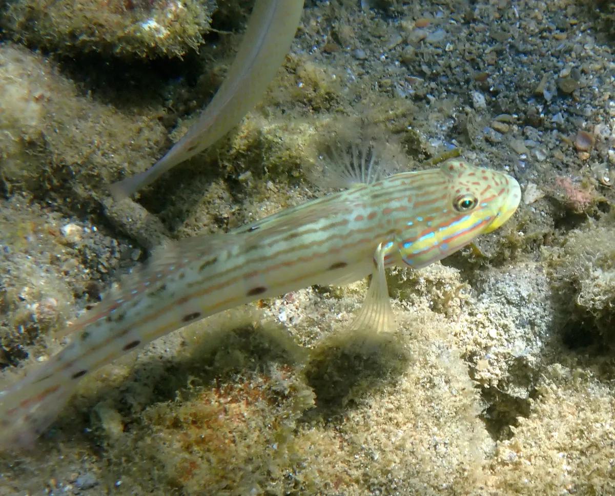 Miniatura: Valenciennea (Valenciennea spp.)