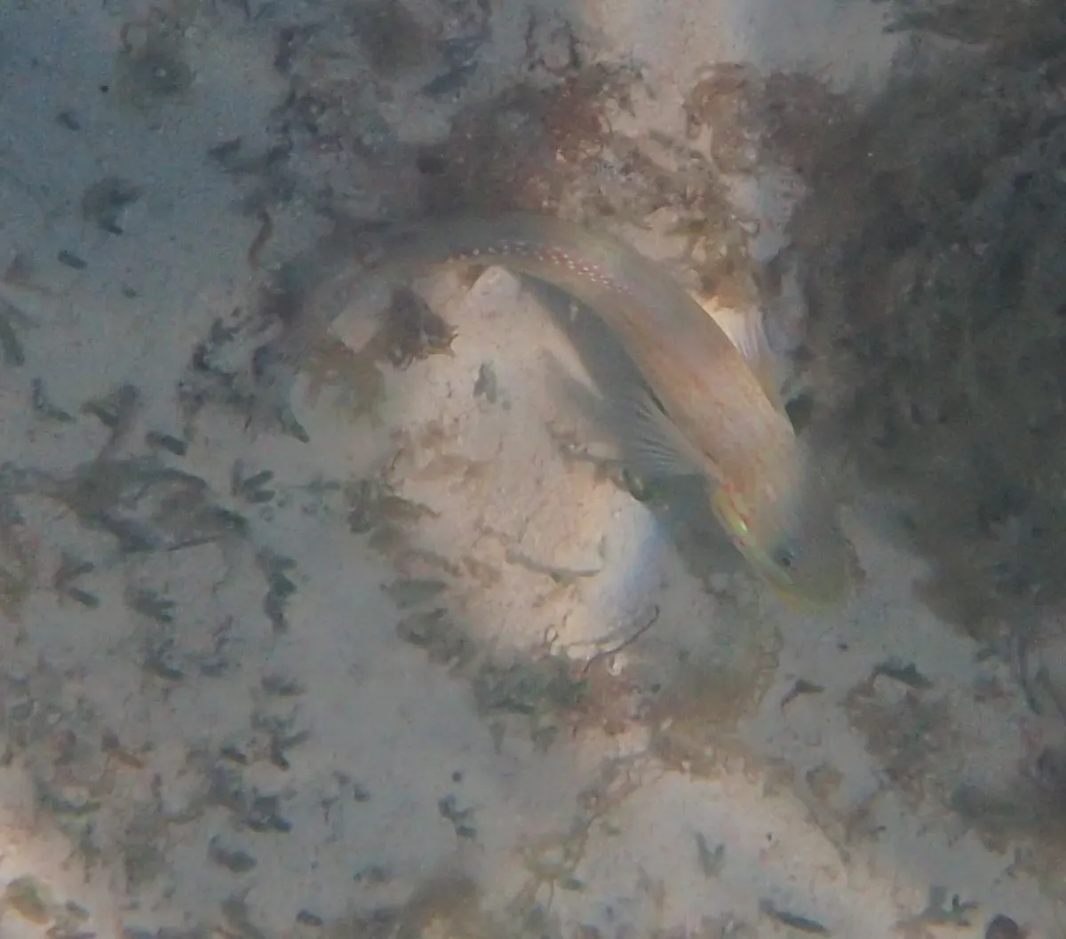 Miniatura: Valenciennea (Valenciennea spp.)