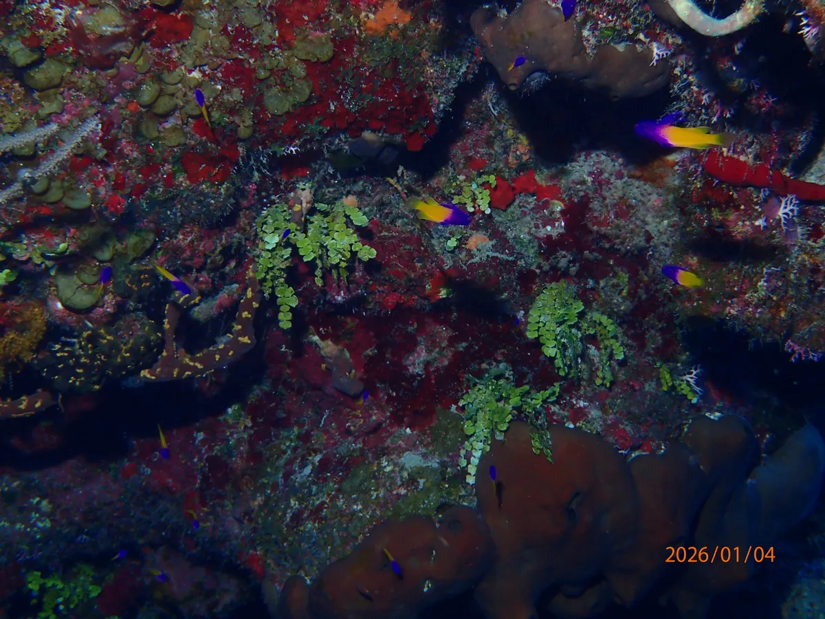 Grammatidi (Basslet)
