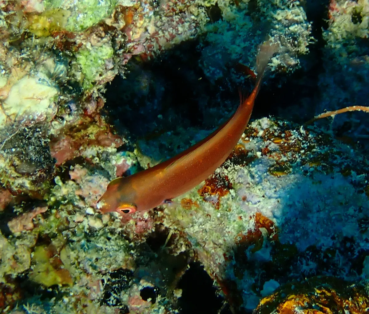 Miniatura: Cirrhilabrus (Cirrhilabrus spp.)