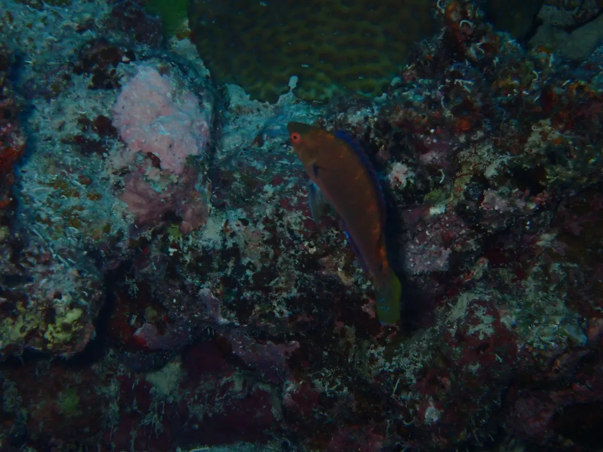 Miniatura: Cirrhilabrus (Cirrhilabrus spp.)