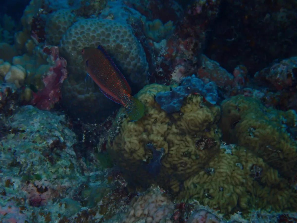 Miniatura: Cirrhilabrus (Cirrhilabrus spp.)