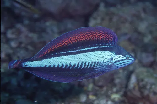 Coris (Coris spp.)