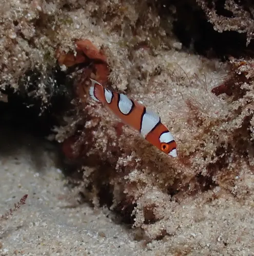 Miniatura: Coris (Coris spp.)