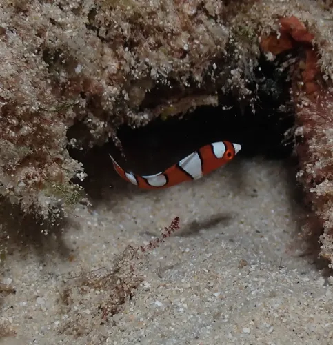 Miniatura: Coris (Coris spp.)