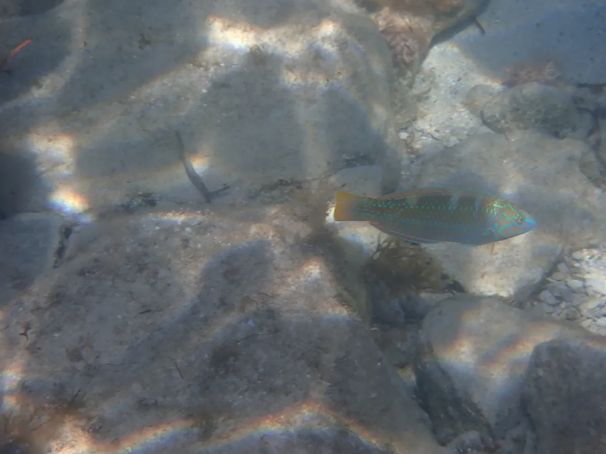 Halichoeres (Halichoeres spp.)