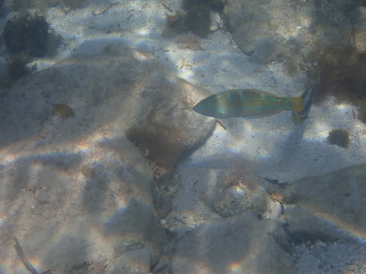 Miniatura: Halichoeres (Halichoeres spp.)
