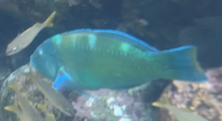 Miniatura: Halichoeres (Halichoeres spp.)