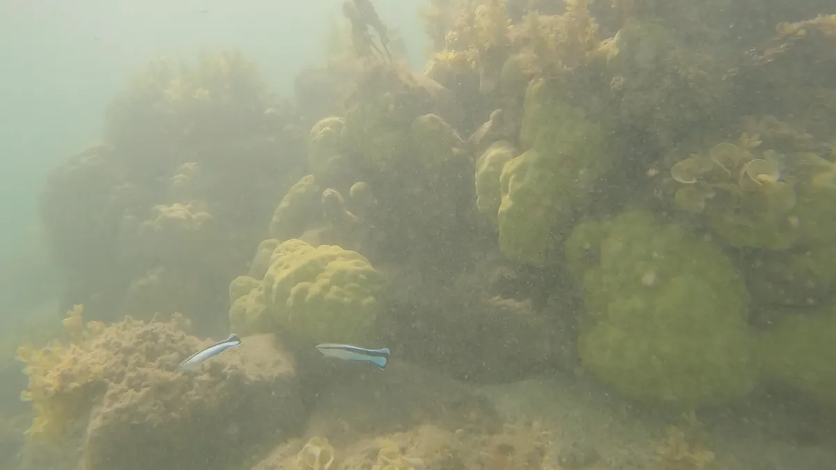 Labroides (Labroides dimidiatus)