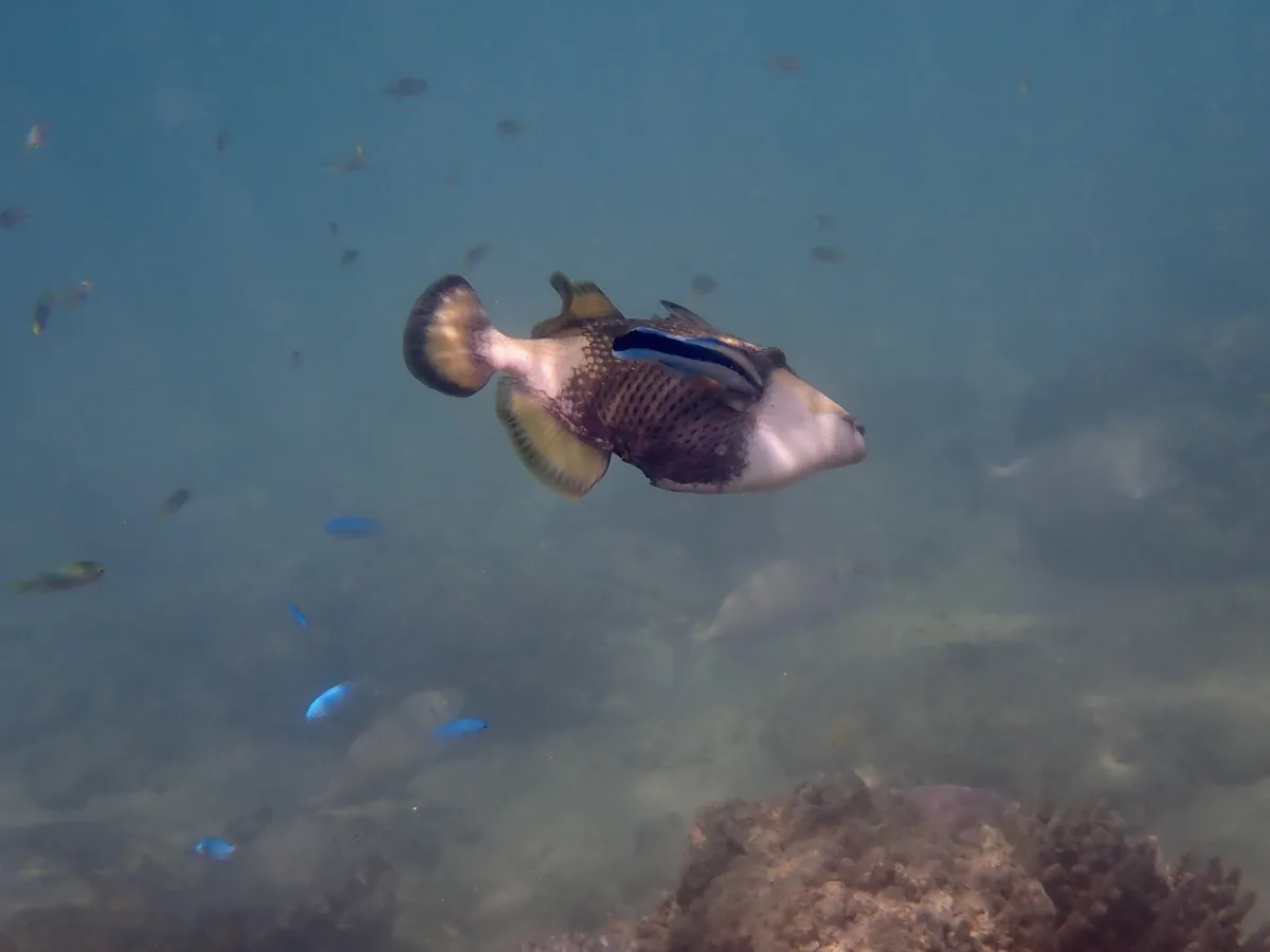 Miniatura: Labroides (Labroides dimidiatus)