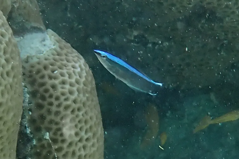 Miniatura: Labroides (Labroides dimidiatus)