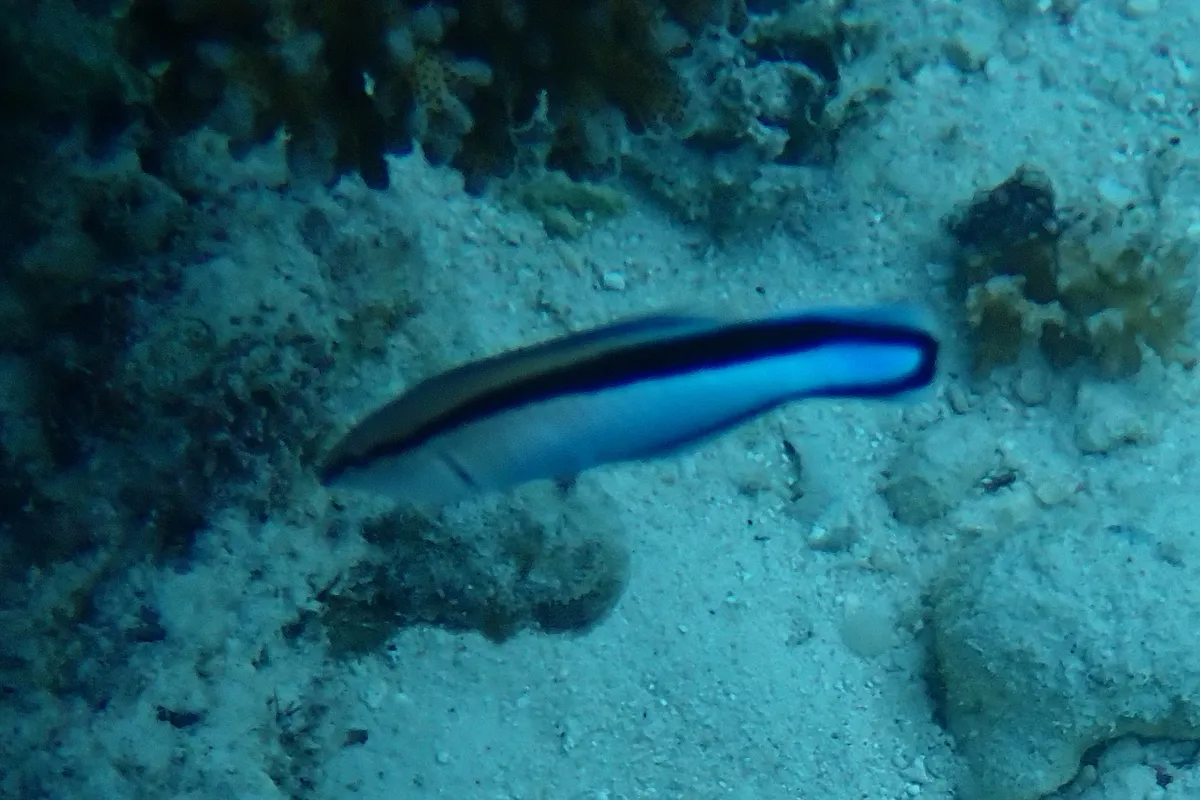 Miniatura: Labroides (Labroides dimidiatus)