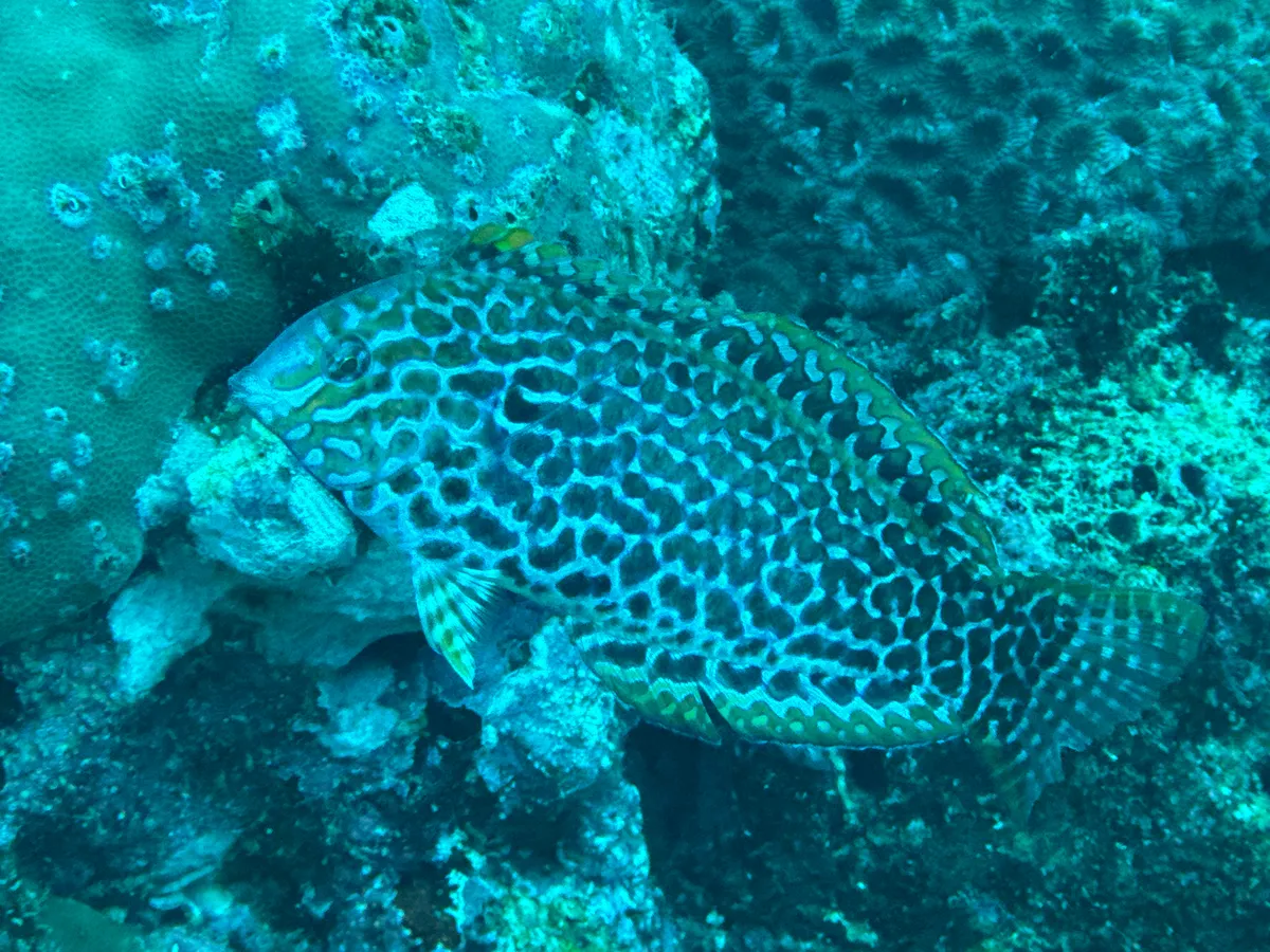 Macropharyngodon (Macropharyngodon spp.)