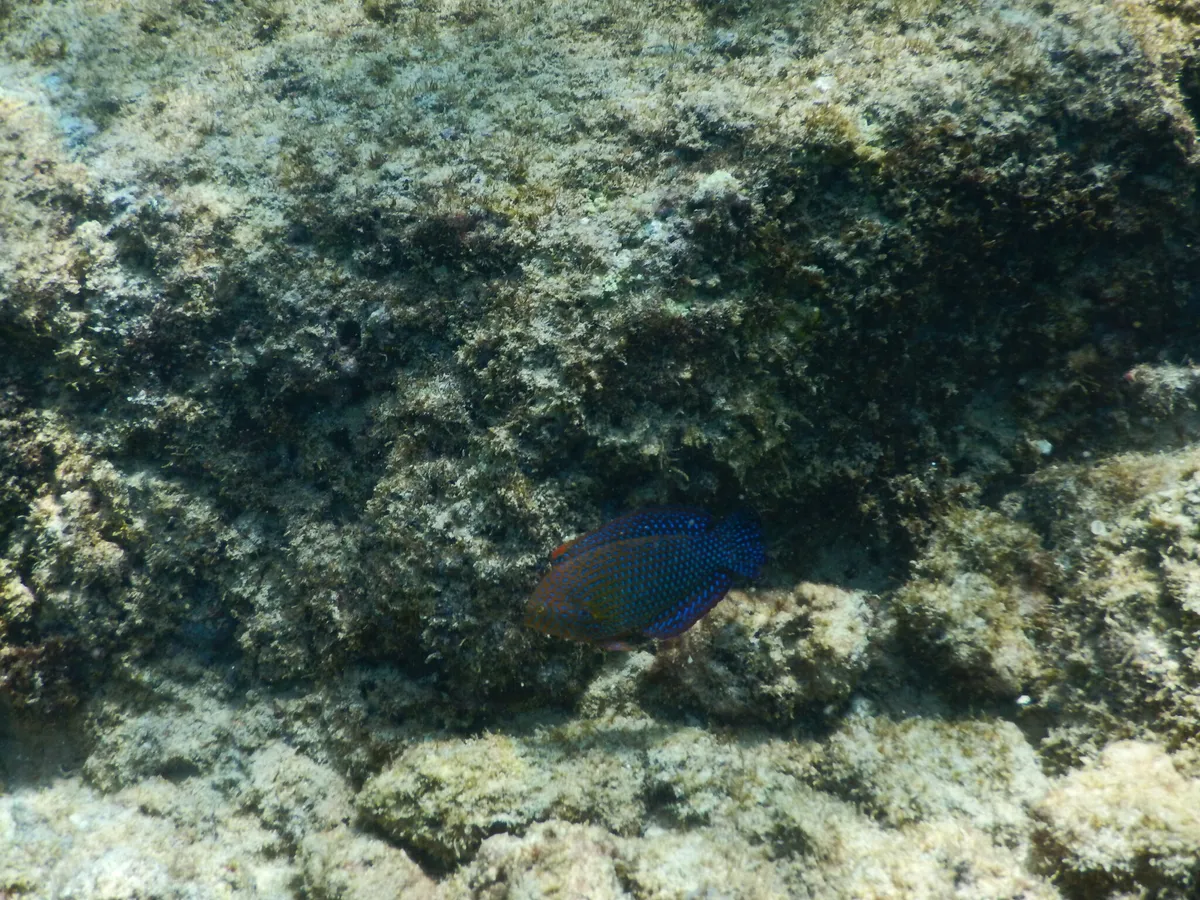 Miniatura: Macropharyngodon (Macropharyngodon spp.)