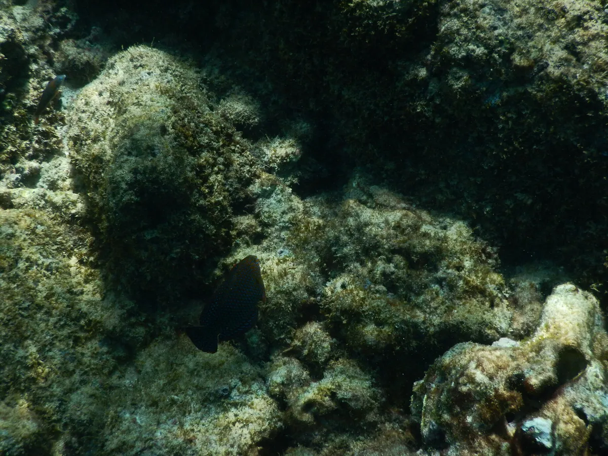 Miniatura: Macropharyngodon (Macropharyngodon spp.)