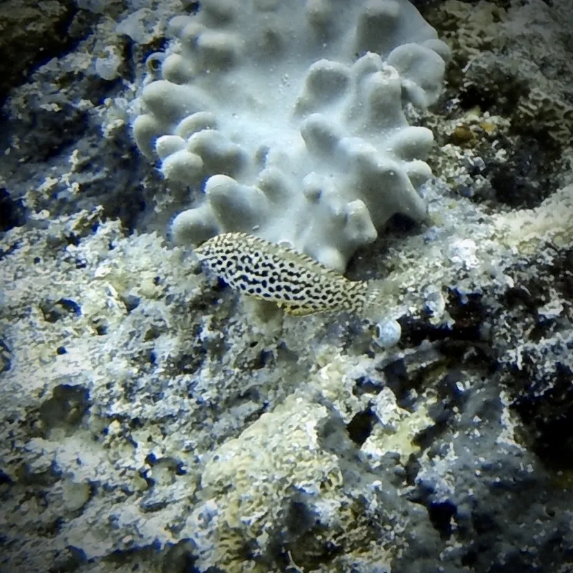 Miniatura: Macropharyngodon (Macropharyngodon spp.)
