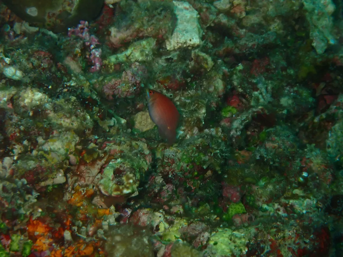 Miniatura: Pseudocheilinus (Pseudocheilinus hexataenia)