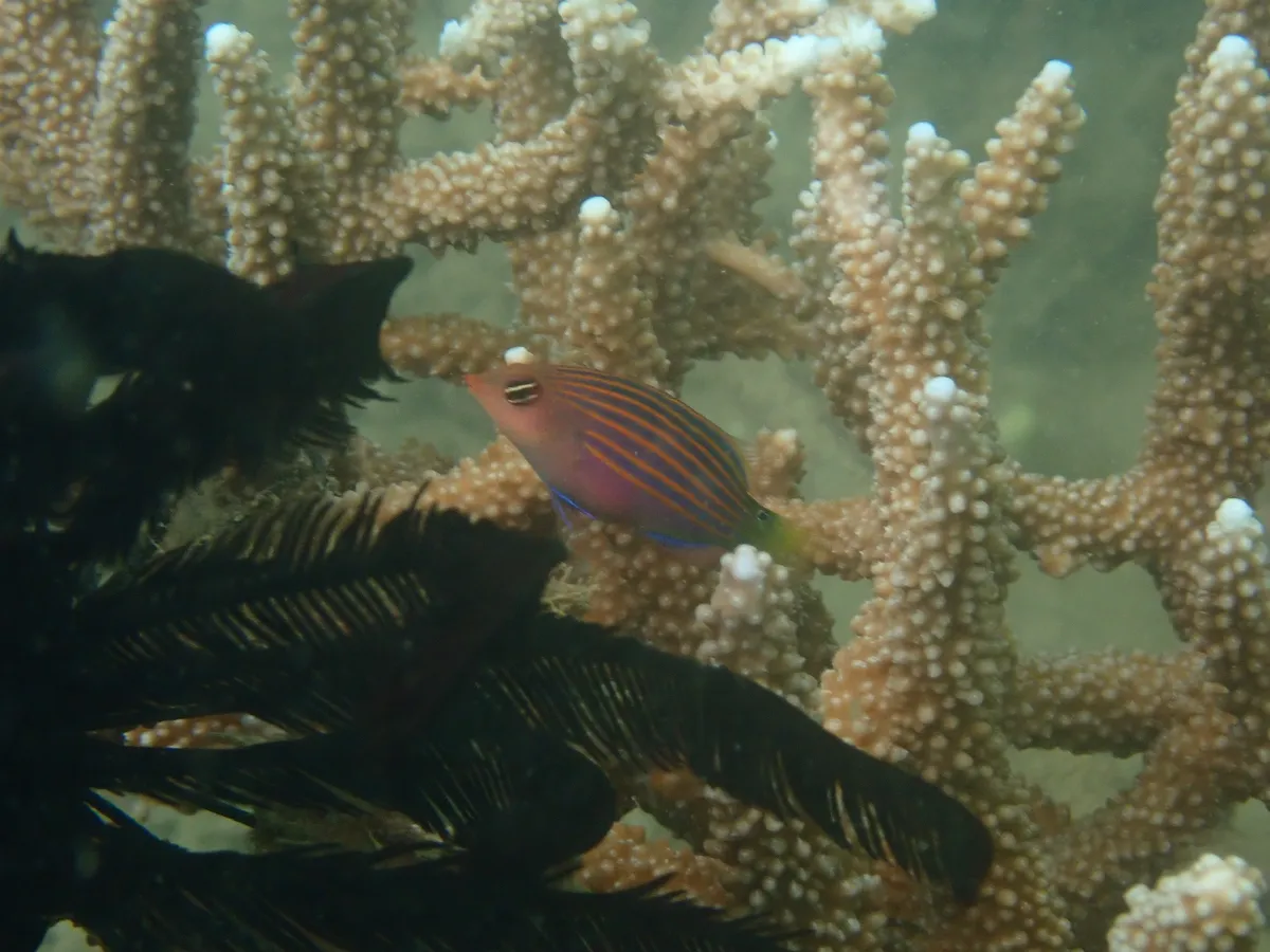 Miniatura: Pseudocheilinus (Pseudocheilinus hexataenia)