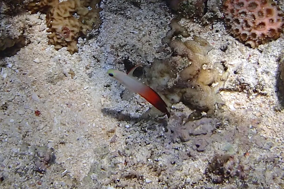 Microdesmidi (Pesci freccia)